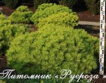 Сосна густоцветная 