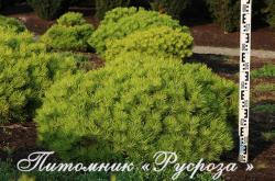 Сосна густоцветная 