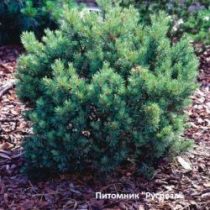 Сосна обыкновенная 