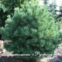 Сосна обыкновенная 