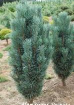 Сосна обыкновенная 