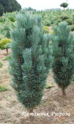 Сосна обыкновенная 