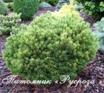 Сосна обыкновенная 