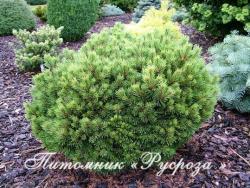 Сосна обыкновенная 