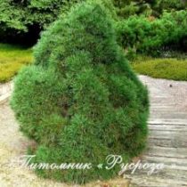 Сосна обыкновенная 