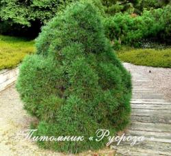 Сосна обыкновенная 