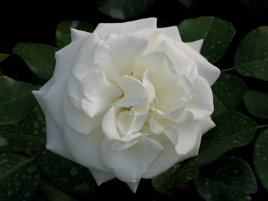 ALABASTER