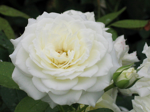 ALABASTER