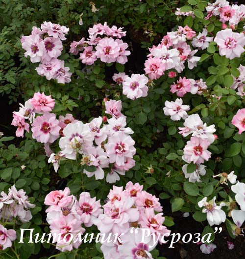 CHEWDELIGHT ШТ 90-100