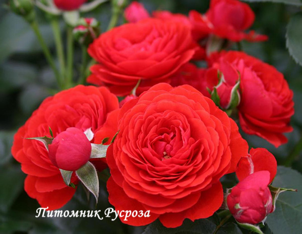 CHICA FLOWER CIRCUS ШТ 60-70