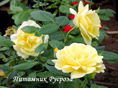 CHINATOWN ШТ 60-70