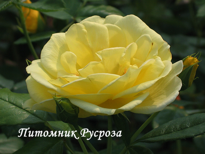 CHINATOWN ШТ 60-70