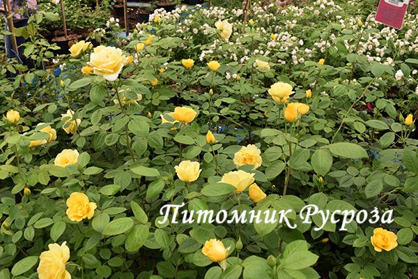 CHINATOWN ШТ 60-70