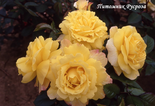 CHINATOWN ШТ 60-70