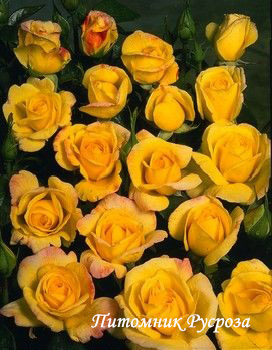 CHINATOWN ШТ 60-70