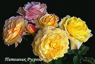 CHINATOWN ШТ 60-70