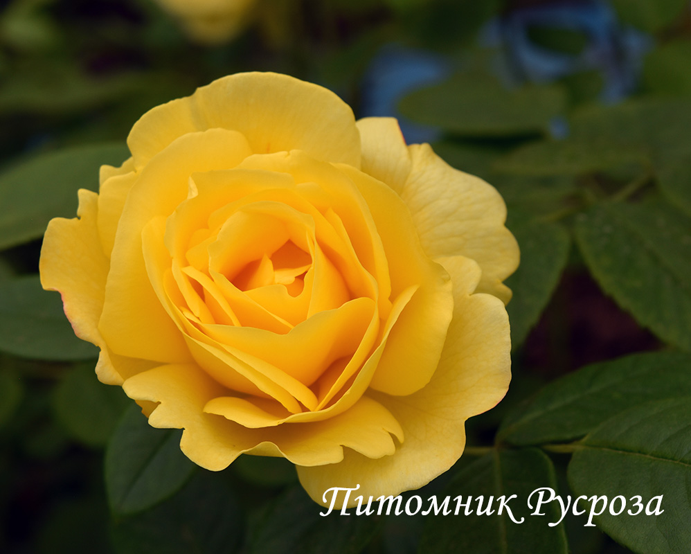 CHINATOWN ШТ 60-70