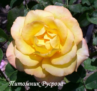 CHINATOWN ШТ 60-70