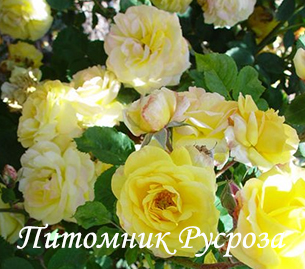 CHINATOWN ШТ 60-70