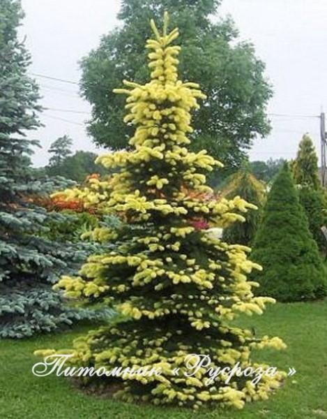 Ель колючая 