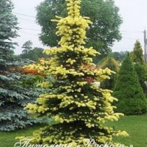 Ель колючая 