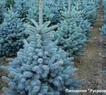 Ель колючая 