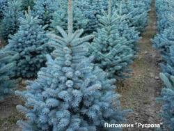 Ель колючая 