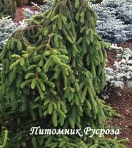 Ель обыкновенная 