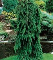 Ель обыкновенная 