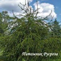 Ель обыкновенная 