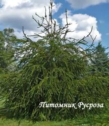 Ель обыкновенная 