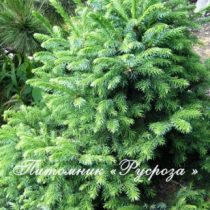 Ель обыкновенная 