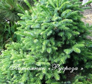 Ель обыкновенная 