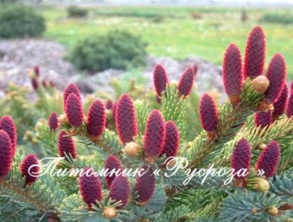 Ель обыкновенная 