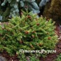 Ель обыкновенная 