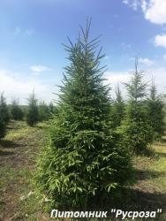 Ель обыкновенная 340-400