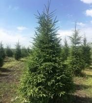 Ель обыкновенная 150-200