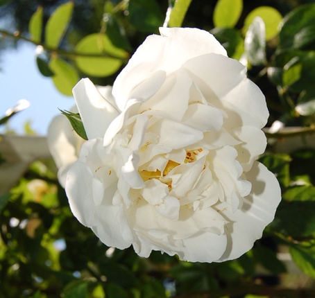 CITY OF YORK (DIREKTOR BENSCHOP)