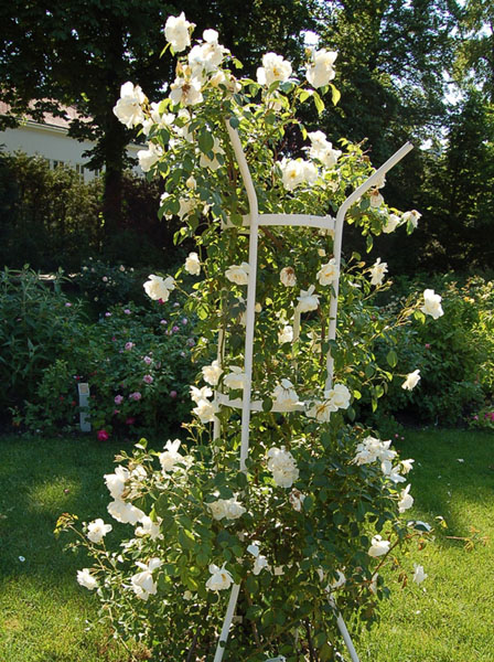 CITY OF YORK (DIREKTOR BENSCHOP)