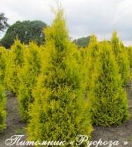 Туя западная 