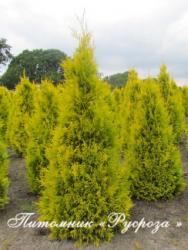 Туя западная 