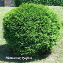 Туя западная 