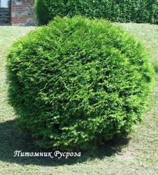 Туя западная 