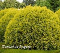 Туя западная 