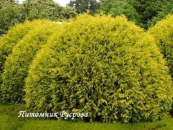 Туя западная 