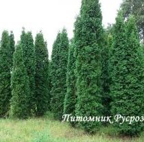 Туя западная 