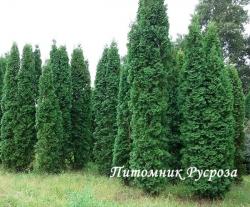 Туя западная 
