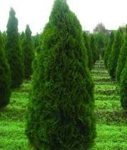 Туя западная 