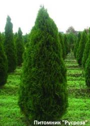 Туя западная 
