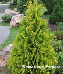 Туя западная 